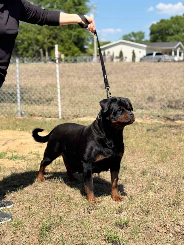 Champion Bloodline Serbian Rottweiler Puppies media 10
