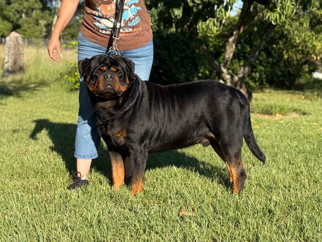 Champion Bloodline Serbian Rottweiler Puppies media 4