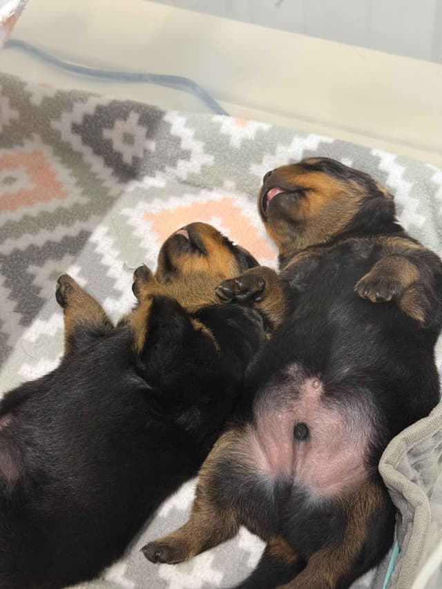 Champion Bloodline Serbian Rottweiler Puppies media 2
