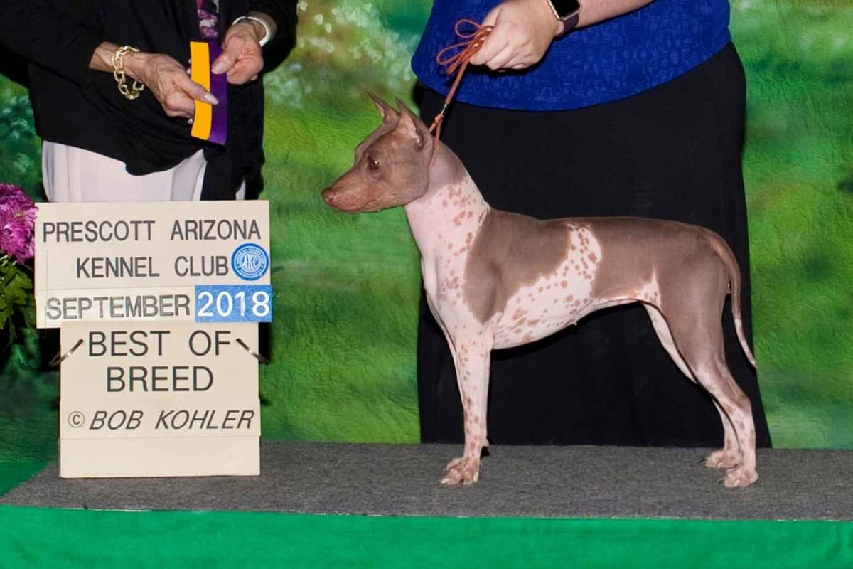 American Hairless Terrier Puppies breeder image 2