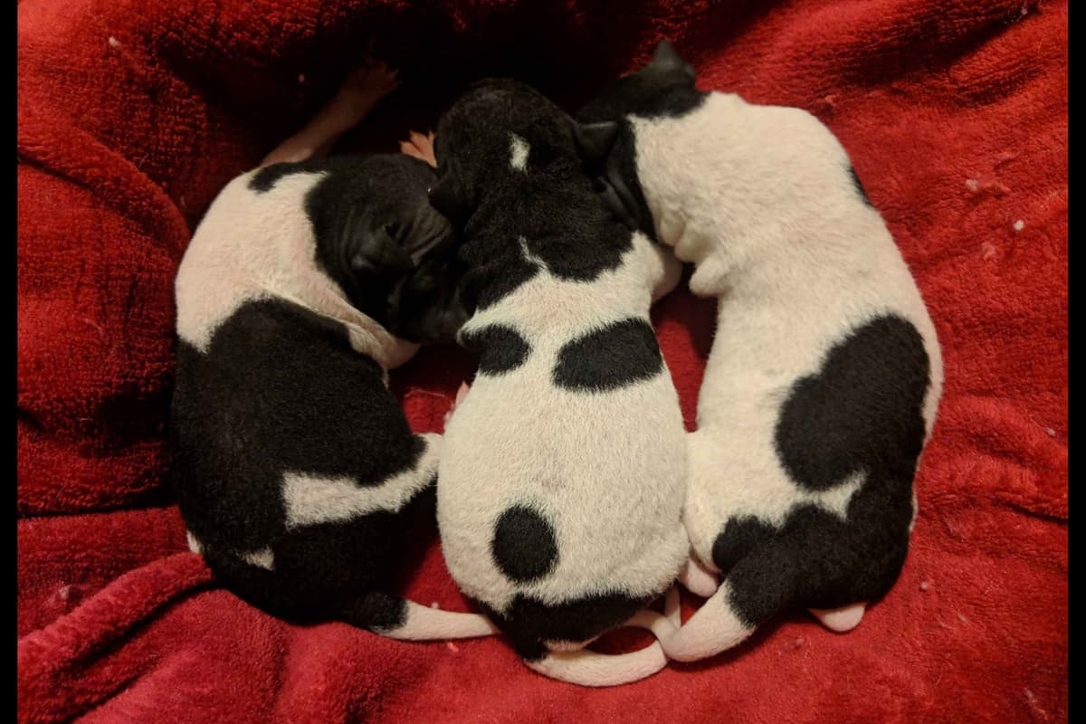 American Hairless Terrier Puppies breeder image 4
