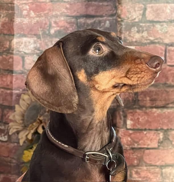 Dachshund Puppies breeder image 2