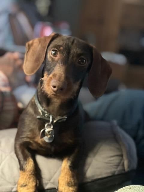 Dachshund Puppies breeder image 3