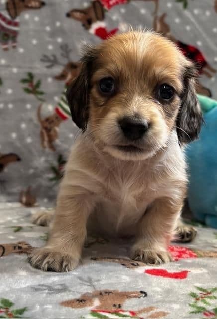 Dachshund Puppies breeder image 4