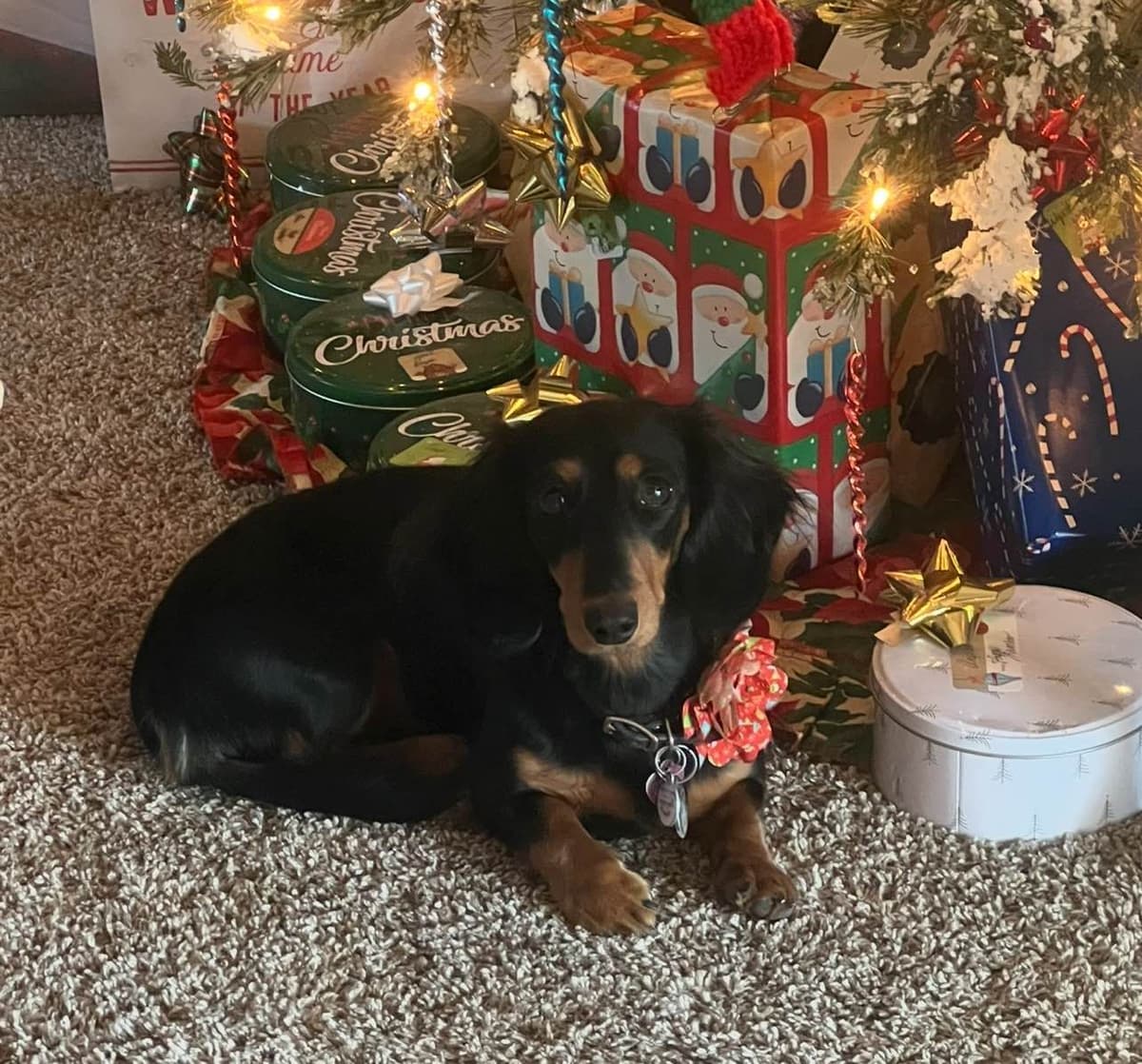 Dachshund Puppies breeder image 5