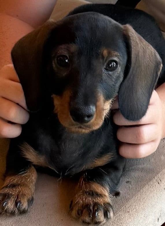 Dachshund Puppies media 2