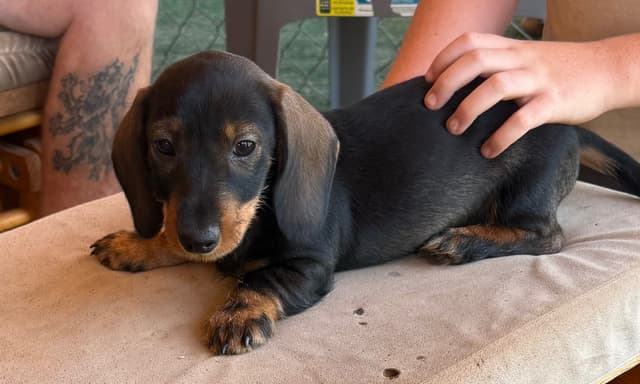 Dachshund Puppies media 3
