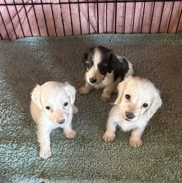 Dachshund Miniature Puppies media 4