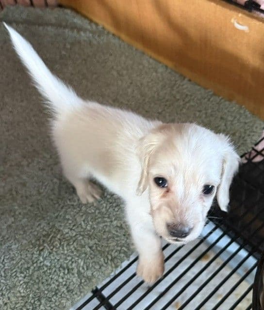 Dachshund Miniature Puppies media 2