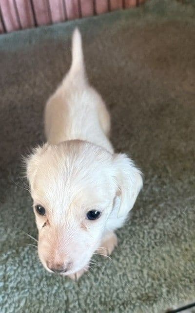 Dachshund Miniature Puppies media 3