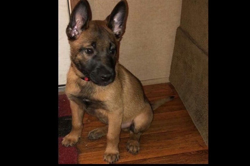 Belgian Malinois Puppies breeder image 2