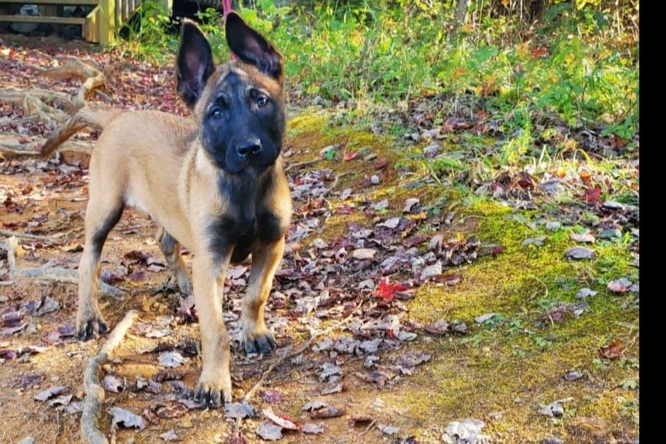 Belgian Malinois Puppies breeder image 5