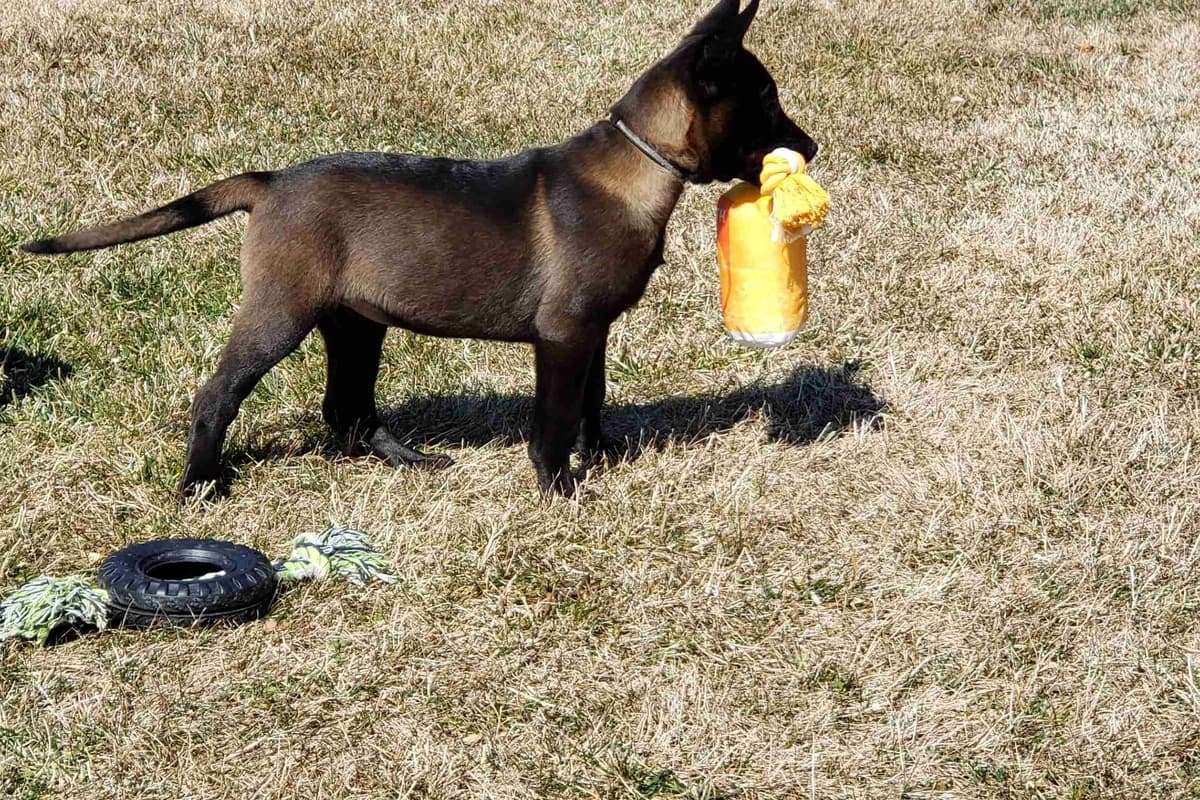 Belgian Malinois Puppies breeder image 6