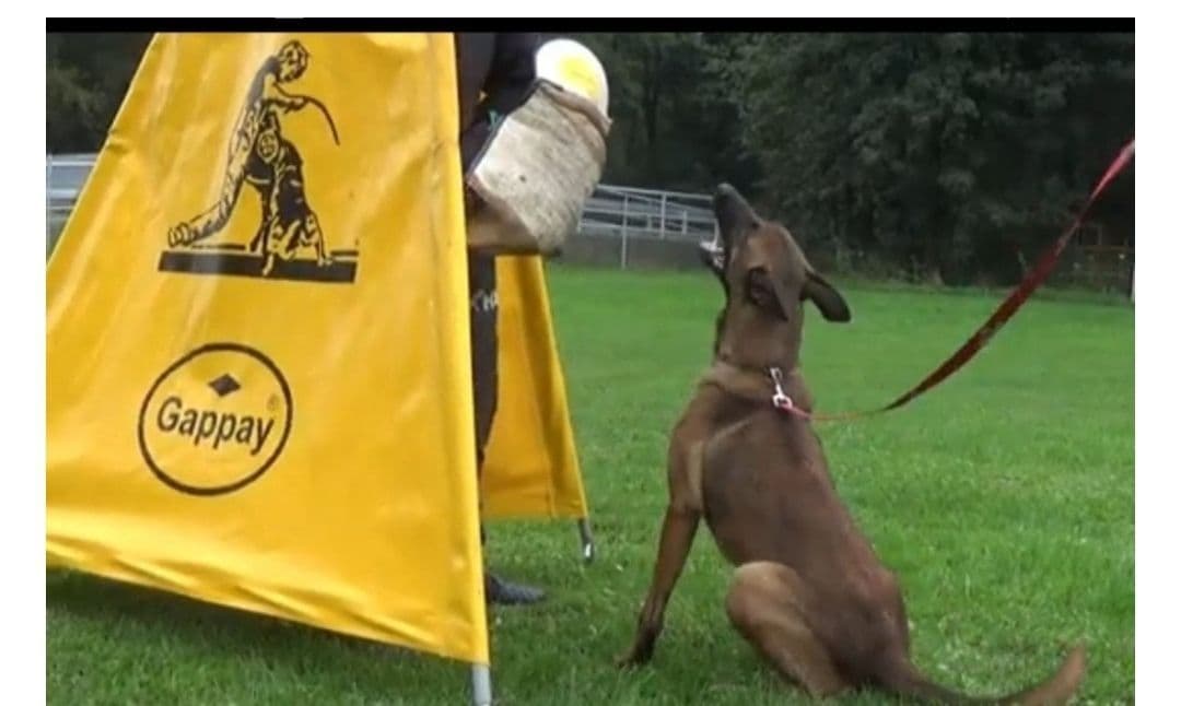 Belgian Malinois Puppies breeder image 7