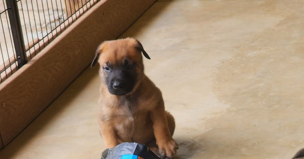 Belgian Malinois Puppies breeder image 8