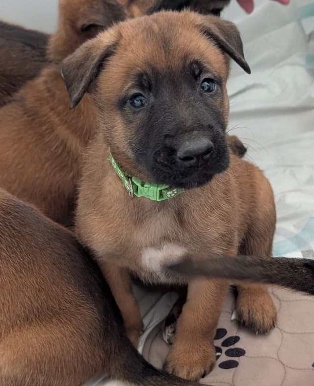 Belgian Malinois Puppies media 2