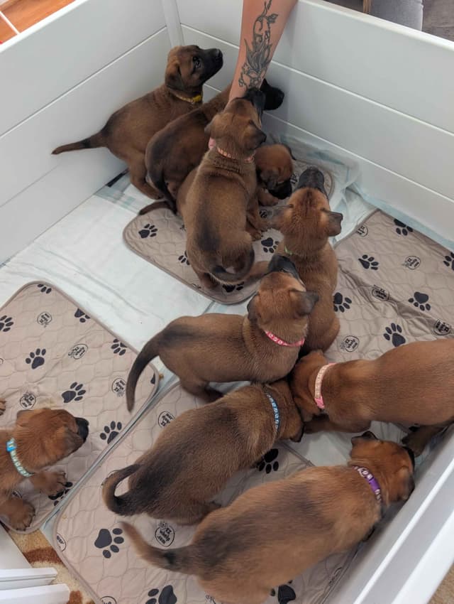 Belgian Malinois Puppies media 3