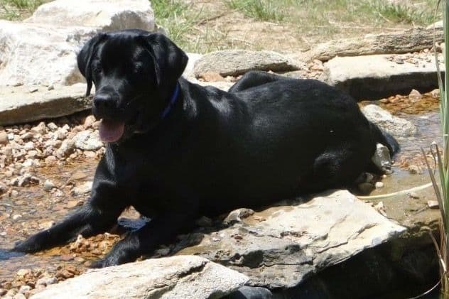 Labrador Retriever Puppies breeder image 1