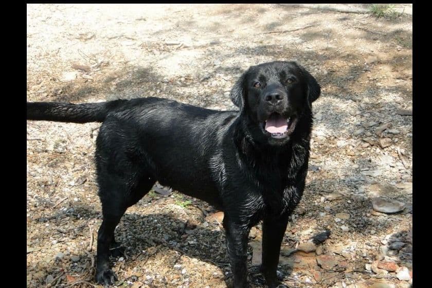 Labrador Retriever Puppies breeder image 2