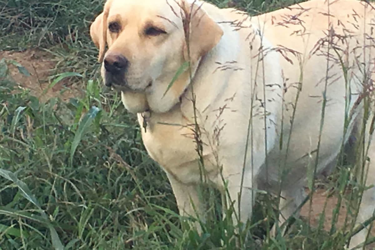 Labrador Retriever Puppies breeder image 3