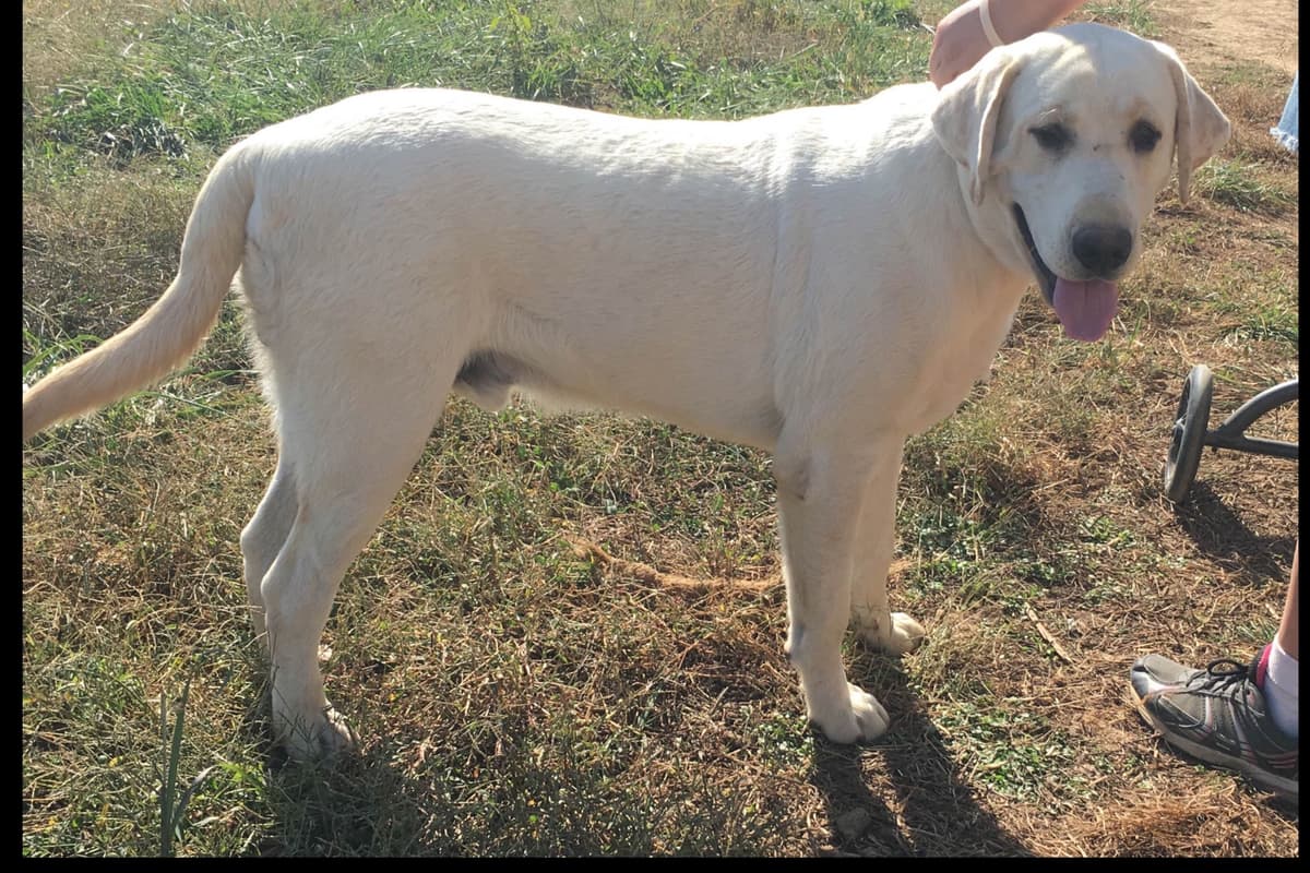 Labrador Retriever Puppies breeder image 4