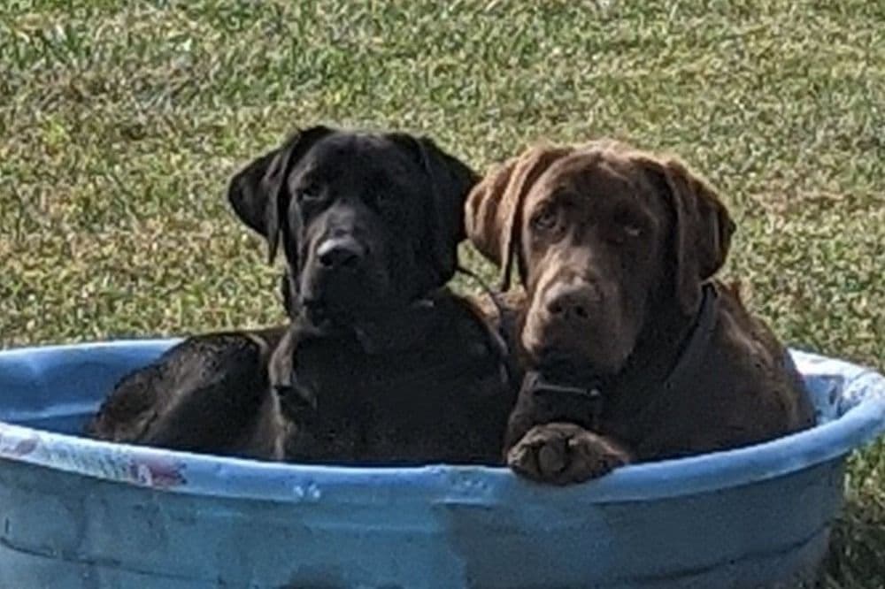 Labrador Retriever Puppies breeder image 6