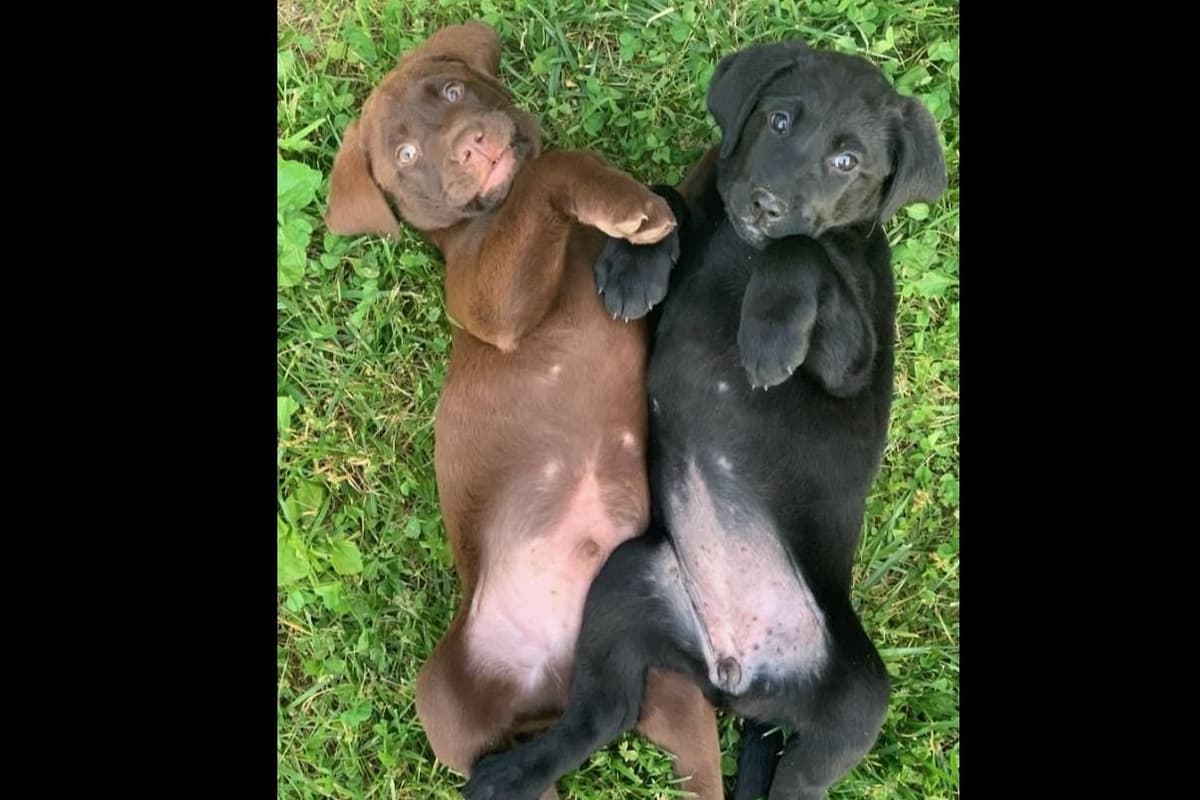 Labrador Retriever Puppies breeder image 7