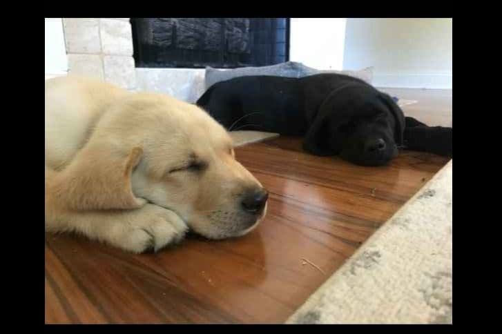 Labrador Retriever Puppies breeder image 8