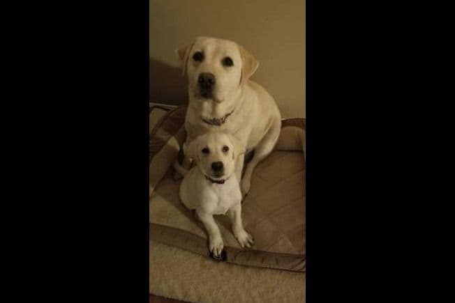 Labrador Retriever Puppies breeder image 9