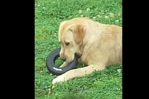 Labrador Retriever Puppies breeder image 10