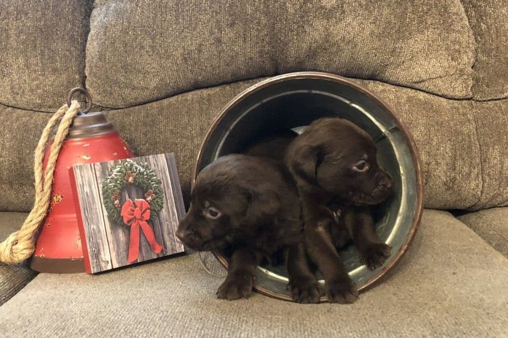 Labrador Retriever Puppies breeder image 12