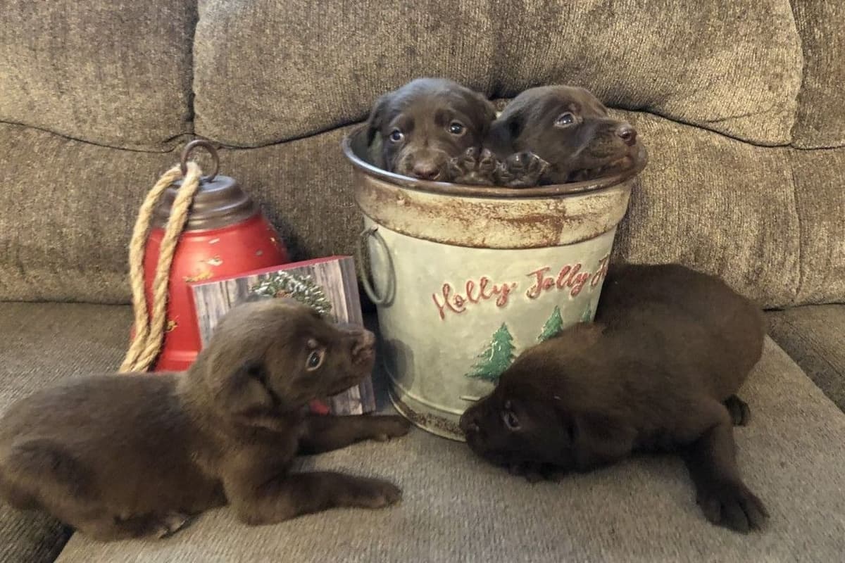 Labrador Retriever Puppies breeder image 13
