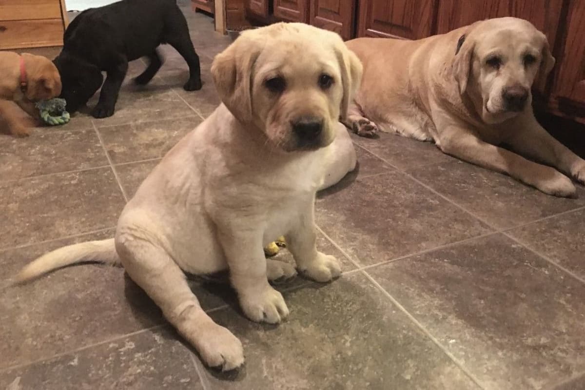 Labrador Retriever Puppies breeder image 14