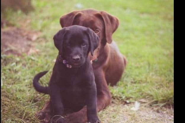Labrador Retriever Puppies breeder image 15