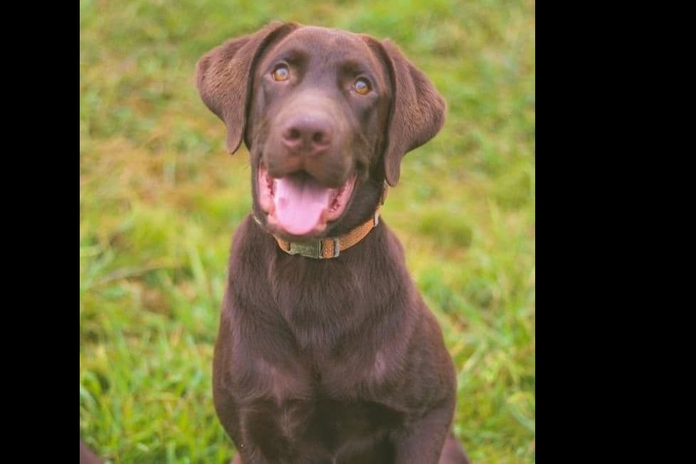 Labrador Retriever Puppies breeder image 16