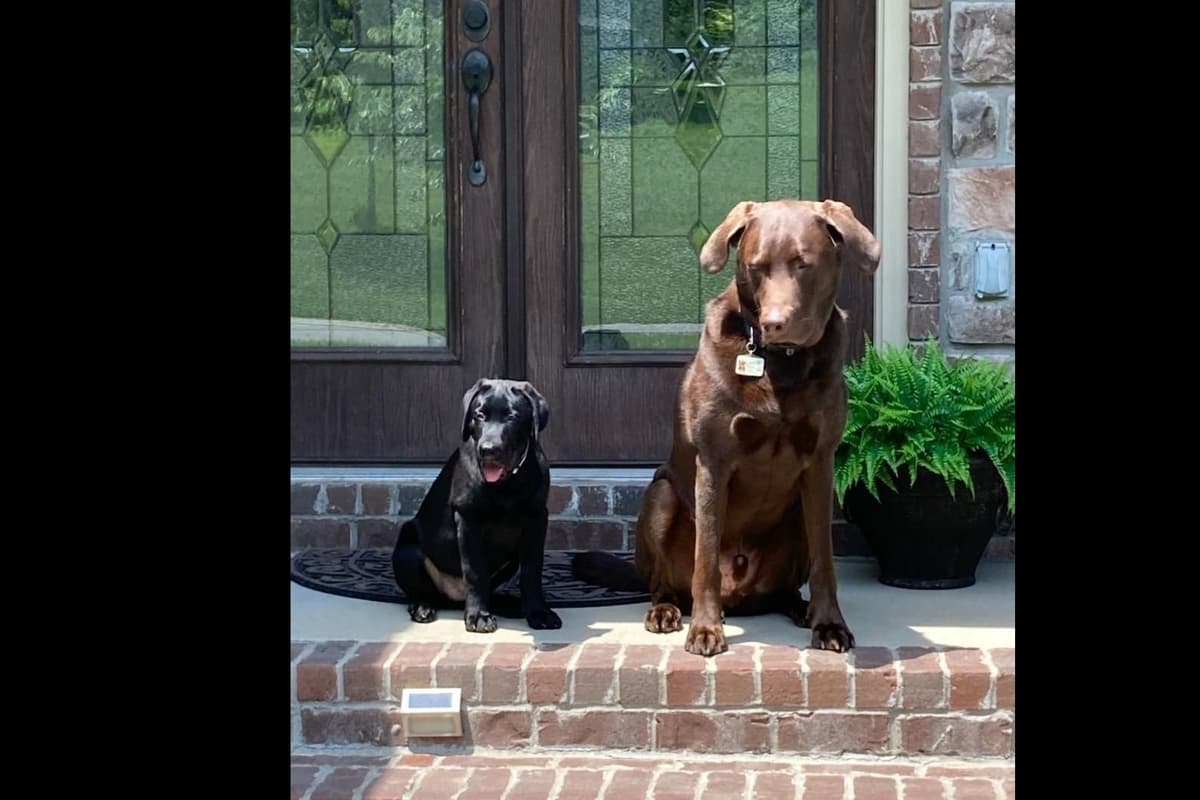 Labrador Retriever Puppies breeder image 18