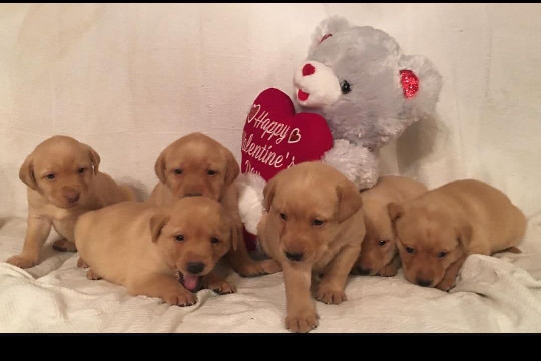 Labrador Retriever Puppies breeder image 19
