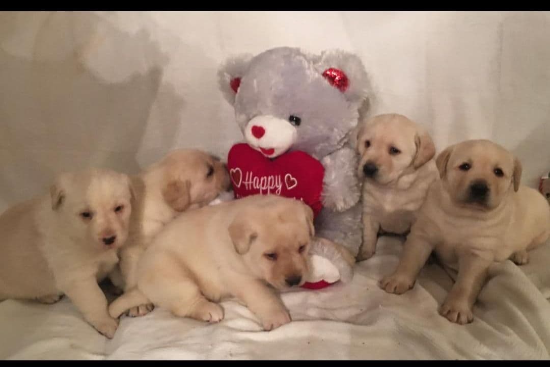 Labrador Retriever Puppies breeder image 20