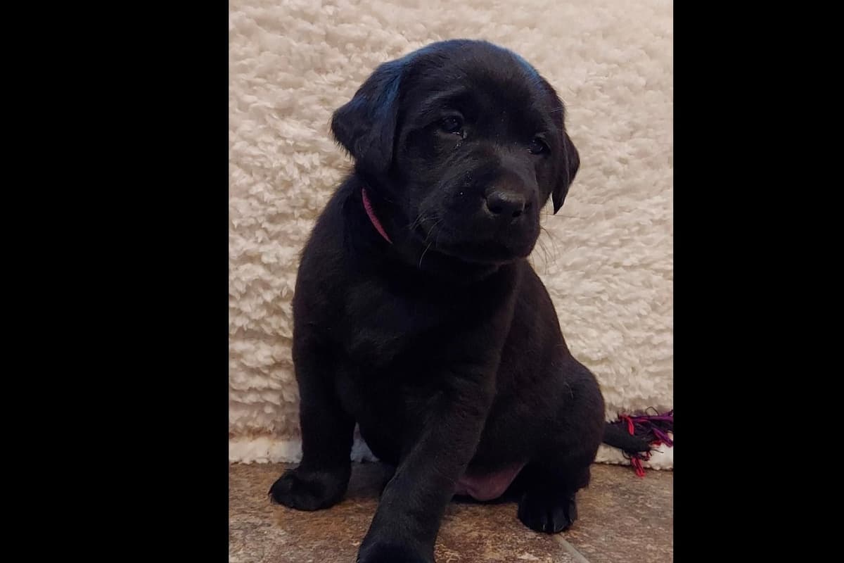 Labrador Retriever Puppies breeder image 21
