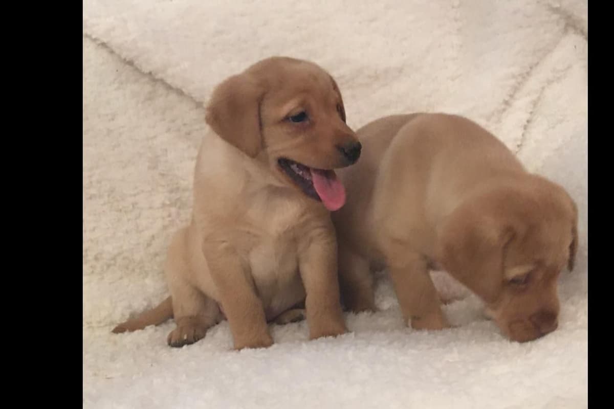 Labrador Retriever Puppies breeder image 22