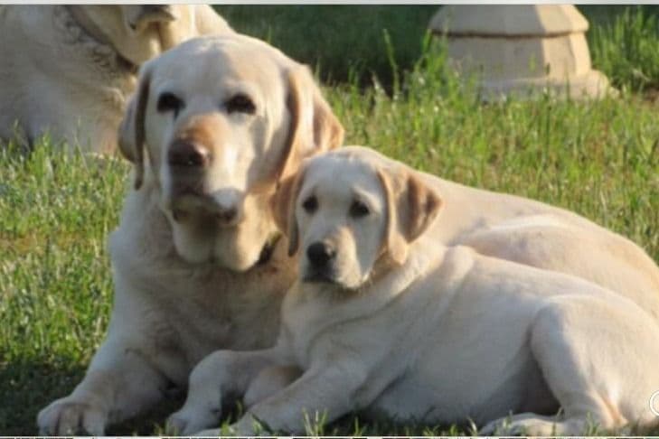 Labrador Retriever Puppies breeder image 23