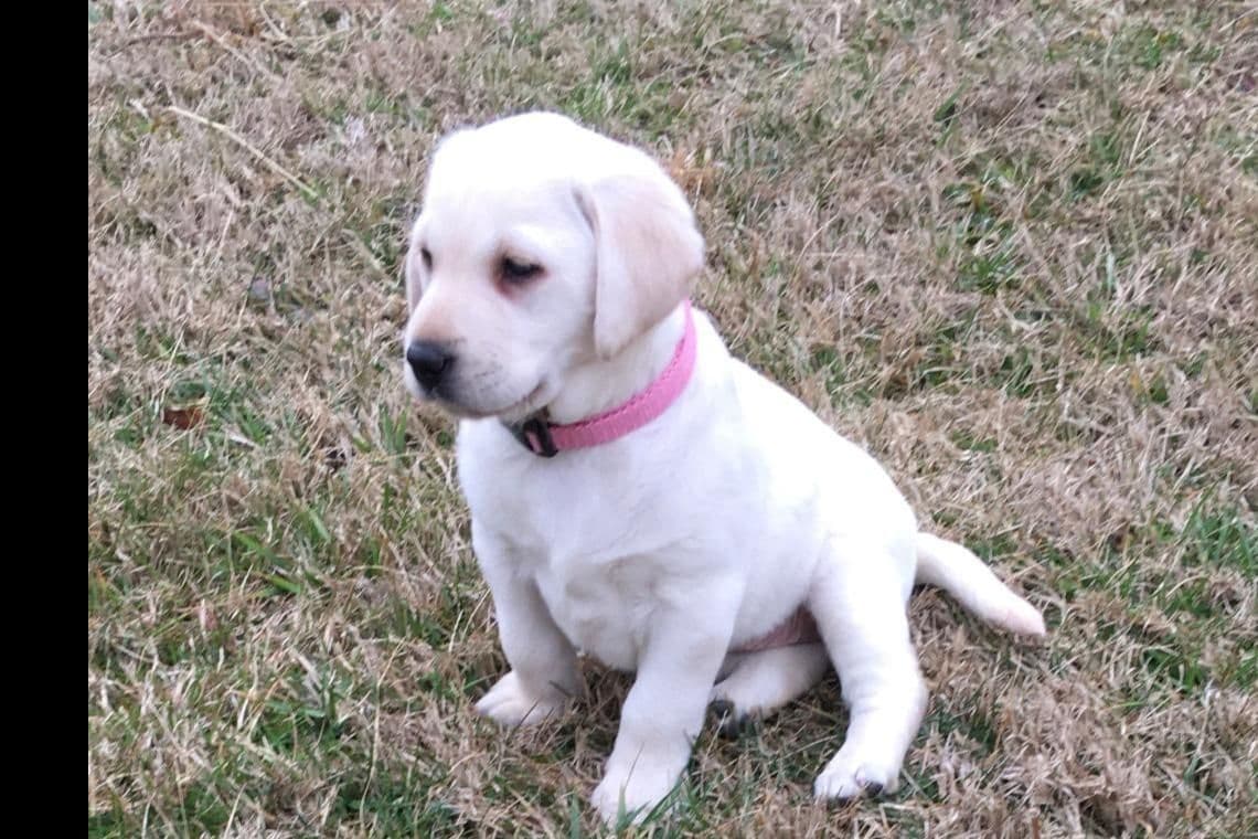 Labrador Retriever Puppies breeder image 24