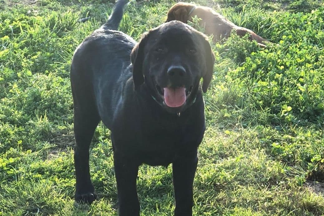 Labrador Retriever Puppies breeder image 25