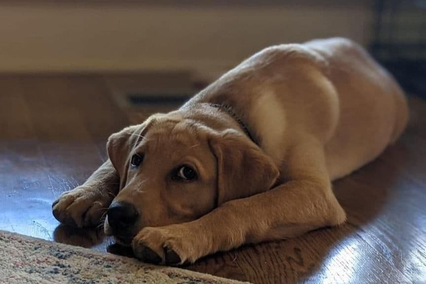 Labrador Retriever Puppies breeder image 26