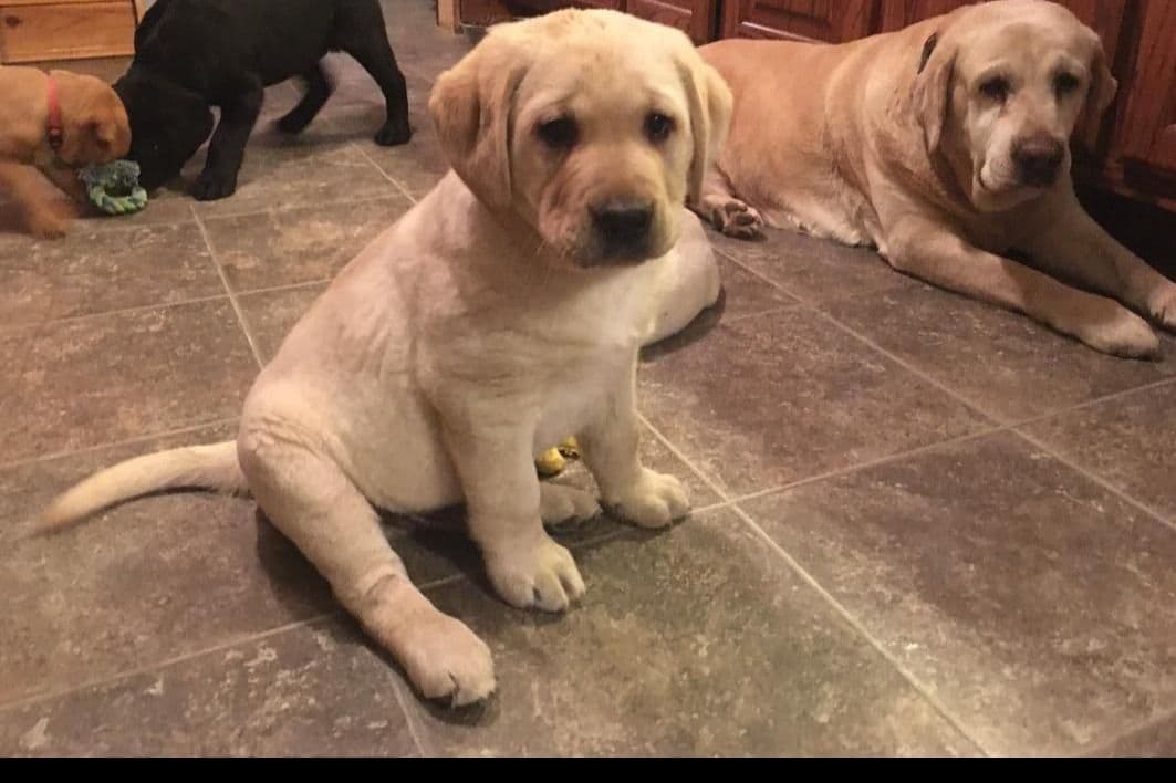 Labrador Retriever Puppies breeder image 27