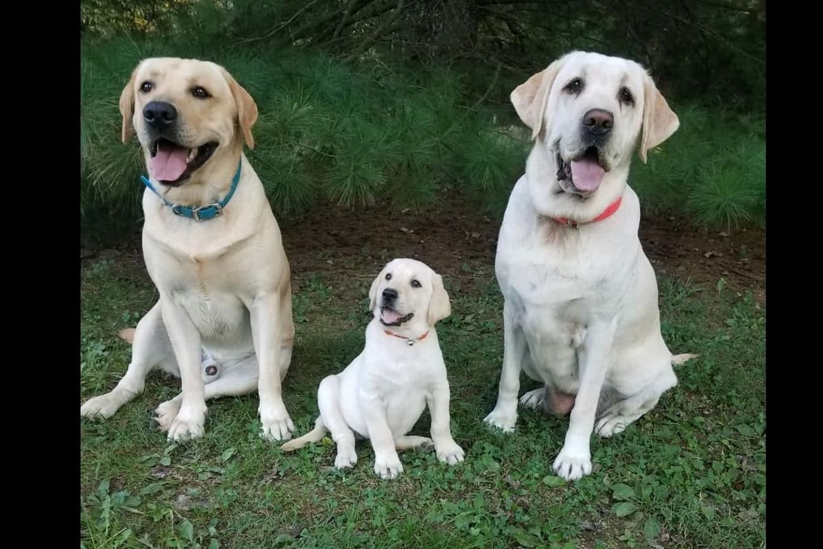 Labrador Retriever Puppies breeder image 29