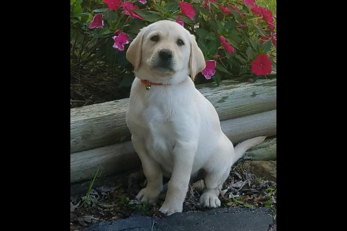 Labrador Retriever Puppies breeder image 30