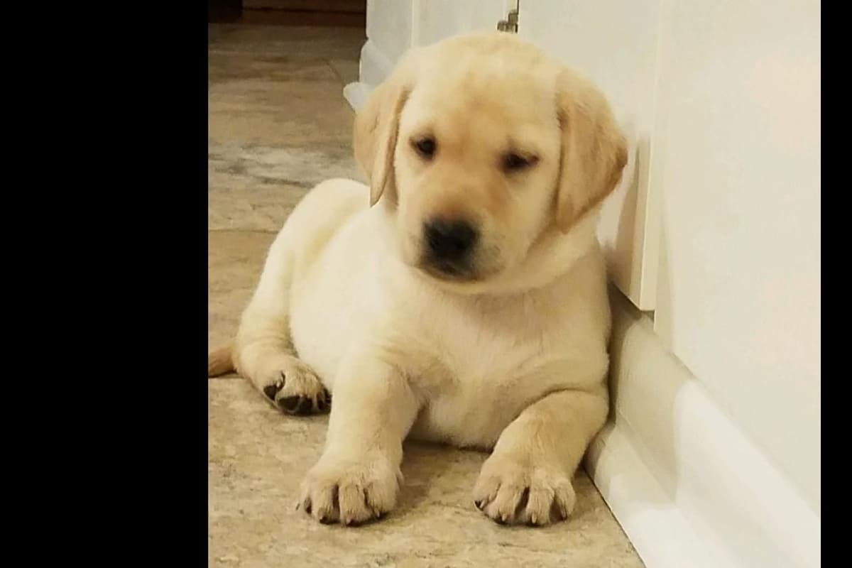 Labrador Retriever Puppies breeder image 32