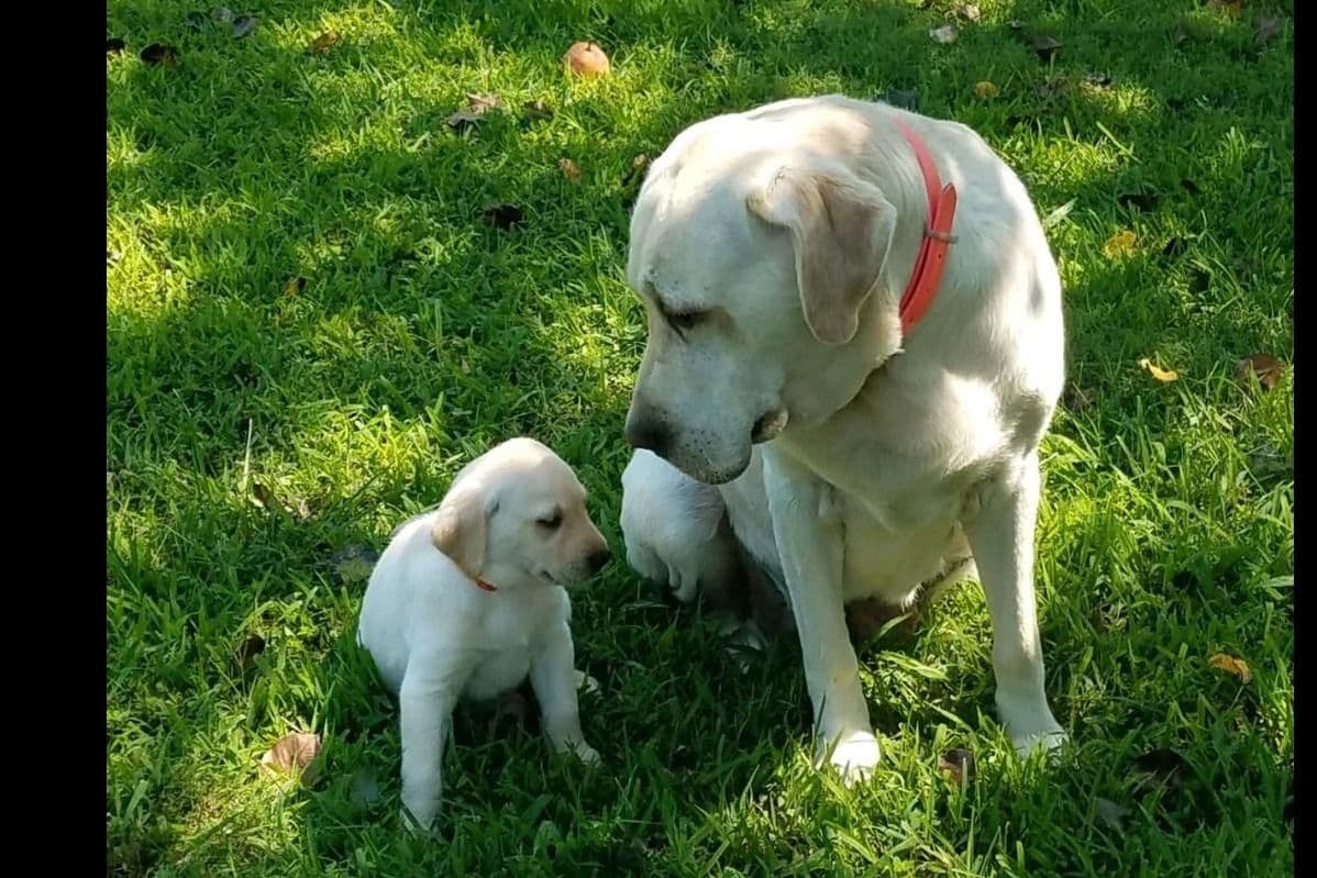 Labrador Retriever Puppies breeder image 33