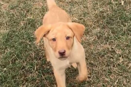 Labrador Retriever Puppies breeder image 34